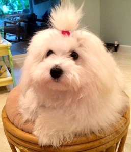 819 David Kramer Abem 5in