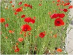 616 JenniferBute Poppies 20150731b 3in100ppi