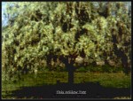 819BMPB 2001 Willow Tree only 4in100ppi
