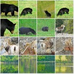 616 GordS Blog20150615d 3in200ppi