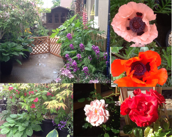 616 Jean Lyon Gardn 20150628a 4in150ppi