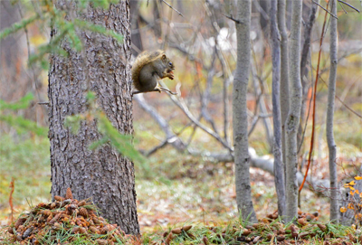 616 GordS 20151008 squrrl 4in100ppi