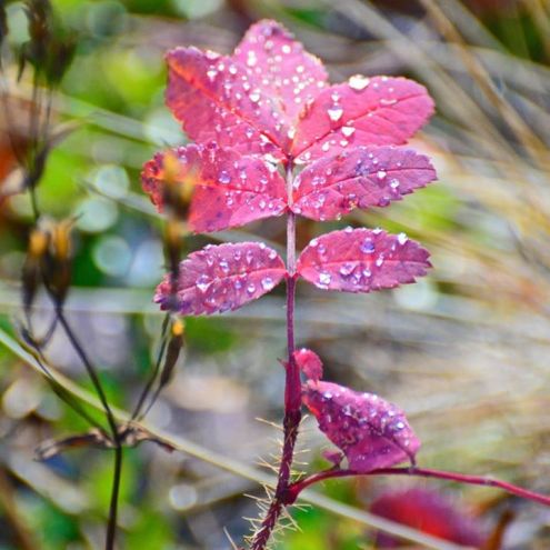 616 GordS 20150922 colrdLeaf