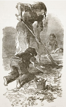kkd01aaaa05 Irish Potato Famine